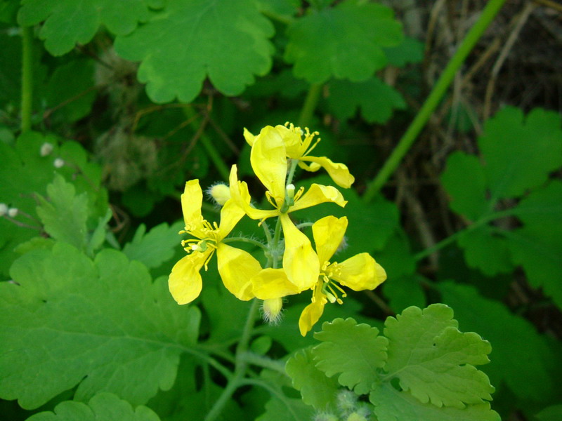 Chelidonium majus / Celidonia